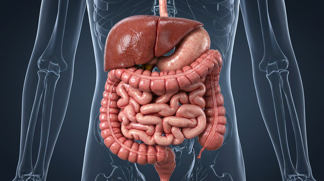 Microbiota Intestinal e Saúde: Como o seu "Segundo Cérebro" afeta sua imunidade